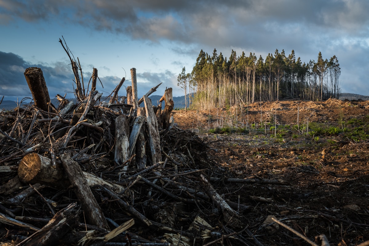 Campo de grama sob céu nublado, paisagem em declínio