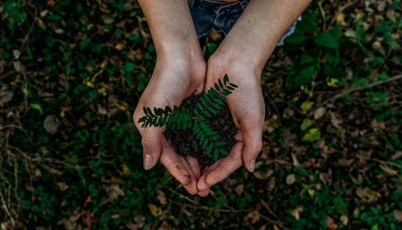 Mãos segurando broto de planta jovem