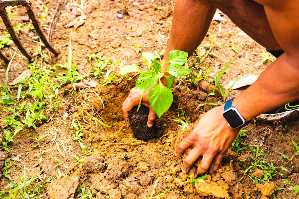 Homem ajoelhado plantando uma árvore