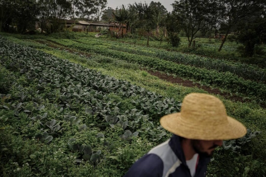 Agricultor em horta comunitária com plantações verdes